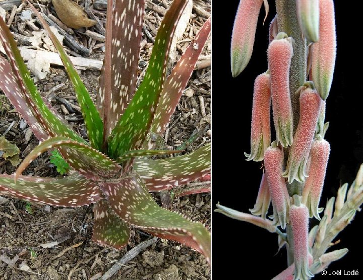 Aloe trichosantha juv.+ infl. JL499 P1120502